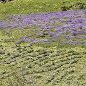Flowery hay meadow being cut by hand, Vaukdagi Pass, Karakavan Mountains, Pontic Mountains, Anatolia, Turkey, July