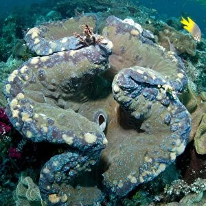 Fluted Giant Clam (Tridacna squamosa) adult, mantle and siphon, Mioskon, Dampier Straits, Raja Ampat, West Papua
