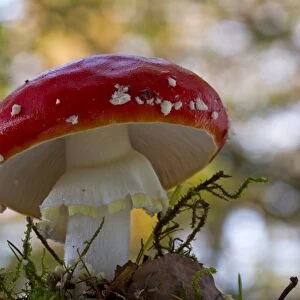 Fly Agaric (Amanita muscaria) fruiting body, growing in woodland, Powys, Wales, November