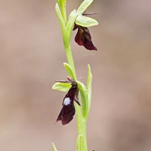 Fly Orchid (Ophrys insectifera) close-up of flowerspike, Chappetts Close, Hampshire, England, May