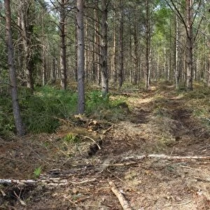 Forestry machinery track through coniferous forest, Sweden, july