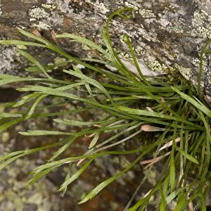Forked Spleenwort (Asplenium septentrionale) leaves, growing on acid rock, Spanish Pyrenees, Spain, June