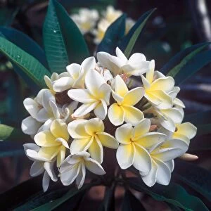 Frangipani (Plumieria acutifolia) South Africa