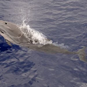 Frasers Dolphin (Lagenodelphis hosei) adult, spouting, surfacing from water, Maldives, march