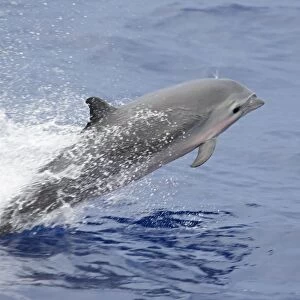 Frasers Dolphin (Lagenodelphis hosei) adult, leaping from sea, off New Ireland, Bismarck Archipelago, Papua New Guinea