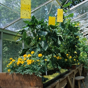 French Marigold (Tagetes patula x erecta) Lemon Drop, flowering, companion planting to discourage aphids in greenhouse