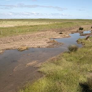 Freshly dug channels allow spring water to flow out onto Deepdale Marsh, Burnham Deepdale, North Norfolk