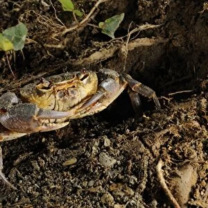 Freshwater Crab (Potamon fluviatilis) adult, near entrance of burrow, Italy, august