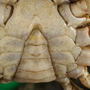 Freshwater Crab (Potamon fluviatilis) adult male, close-up of telson shape, Tuscany, Italy, August