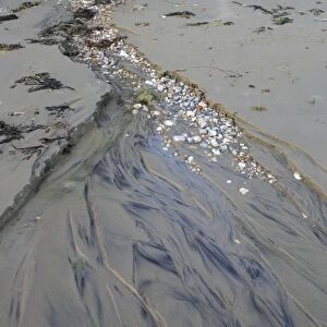 Freshwater flowing from pebbles onto beach, Bembridge, Isle of Wight, England, june