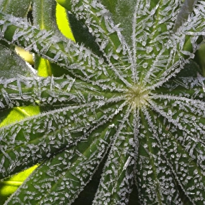 Frost covered Garden Lupin (Lupinus sp. ) leaves, Powys, Wales, october