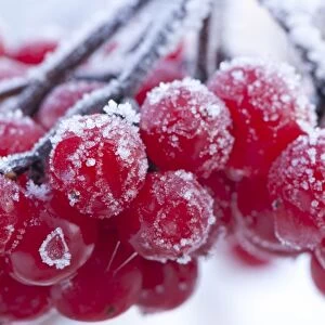 Frost covered red berries, Staffordshire, England, December