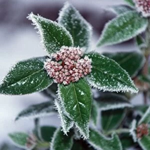 Frost Leaves and flower covered by frost