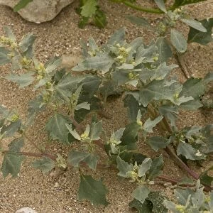 Frosted Orache (Atriplex laciniata) flowering, growing at tideline on sandy shore, August