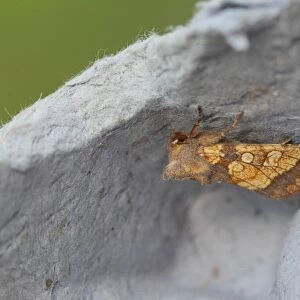 Frosted Orange Moth (Gortyna flavago) adult, New Costessey, Norfolk, England, August