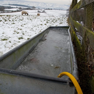 Frozen water trough, at edge of snow covered pasture with sheep, Chipping, Lancashire, England, december