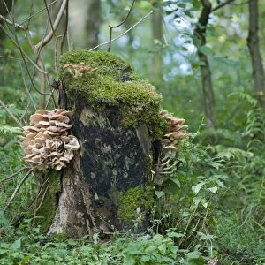 Fungi, toadstool fruiting bodies, growing on rotting tree stump in woodland habitat, Whitewell, Clitheroe, Lancashire
