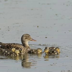 Gadwall (Anas strepera) adult female with ducklings, swimming on flooded former gravel pit, Lackford Lakes Nature Reserve, Suffolk, England, july