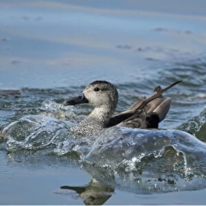 Gadwall (Anas strepera) adult male, breeding plumage, landing and making waves on water in flooded former gravel pit
