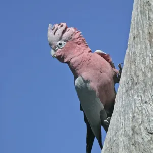 Galah (Eolophus roseicapillus) adult clinging to tree, Coalseam, Western Australia Galah (Eolophus roseicapillus) adult clinging to tree, Coalseam, Western Australia