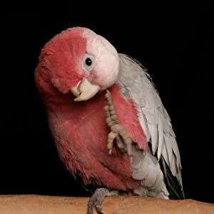 Galah (Eolophus roseicapillus) adult, scratching, perched on branch