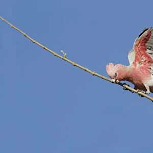 Galah (Eolophus roseicapillus) adult, with wings open, perched on branch, Western Australia, Australia