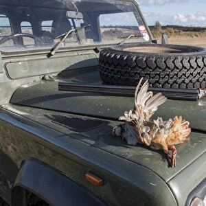 Game shooting, a Red-legged Partridge with 12 bore shot gun on Landrover bonnet