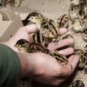Gamebird farming, gamekeeper releasing Common Pheasant (Phasianus colchicus) day-old chicks into pheasant rearing shed