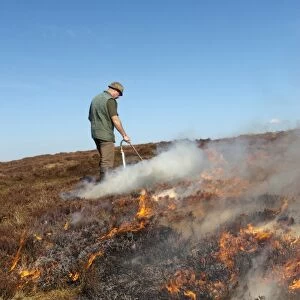 Gamekeeper on shooting estate burning heather moorland, to provide good habitat for grouse, England, april