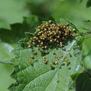 Garden Orb Spider (Araneus diadematus) babies, newly hatched mass in web on nettle, Kent, England, may