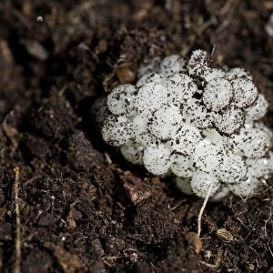 Garden Snail (Helix aspersa) eggs in soil