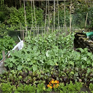 Garden vegetable plot with mixed vegetables, carrots, beetroot, turnip and beans, Cumbria, England, august