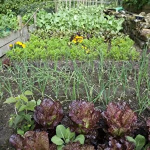 Garden vegetable plot with mixed vegetables, carrots, beetroot, swede, beans, leeks and red cabbage, Cumbria, England