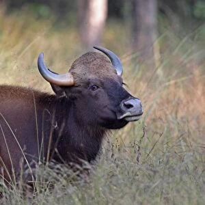 Gaur (Bos gaurus) adult female, close-up of head, standing in long grass, Kanha N. P. Madhya Pradesh, India, november