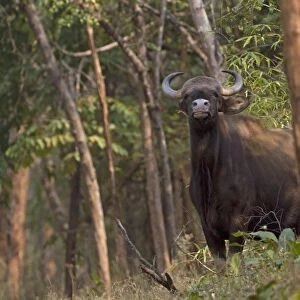 Gaur (Bos gaurus) adult female, sniffing air and listening suspiciously, standing in forest, Tadoba N. P