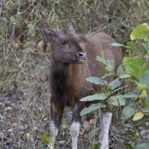 Gaur (Bos gaurus) calf, standing in vegetation, Kanha N. P. Madhya Pradesh, India