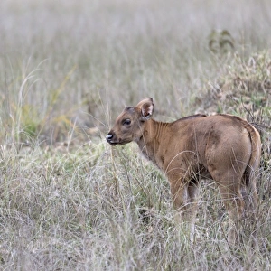 Gaur (Bos gaurus) young, standing in grass, Kanha N. P. Madhya Pradesh, India, March