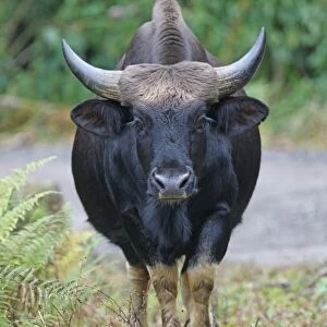 Gayal (Bos frontalis) adult, domesticated gaur kept by hilltribes, walking beside road, Arunachal Pradesh, India