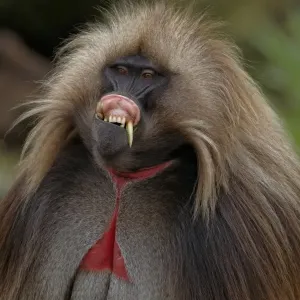 Gelada (Theropithecus gelada) adult male, in lip-flip display, Simien Mountains, Ethiopia Gelada (Theropithecus gelada) adult male, in lip-flip display, Simien Mountains, Ethiopia