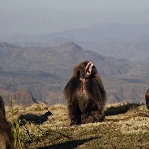 Gelada (Theropithecus gelada) adult male, in lip-flip and yawning display, sitting amongst females, Simien Mountains, Ethiopia