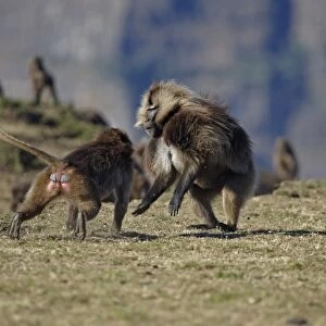 Gelada (Theropithecus gelada) adult male, being confronted by aggressive female, Simien Mountains, Ethiopia