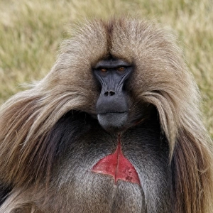 Gelada (Theropithecus gelada) adult male, with bright red chest signaling patch, Simien Mountains, Ethiopia