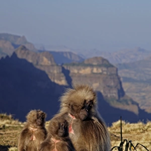Gelada (Theropithecus gelada) adult male and females, basking in morning sun, Simien Mountains, Ethiopia