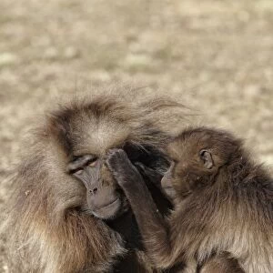 Gelada (Theropithecus gelada) adult male being groomed by female, Simien Mountains, Ethiopia