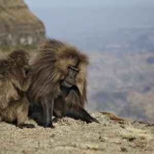 Gelada (Theropithecus gelada) adult male being groomed by female, Simien Mountains, Ethiopia