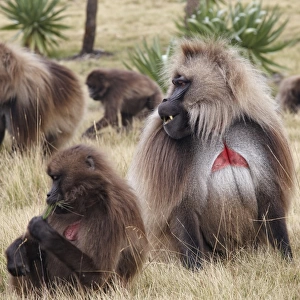 Gelada (Theropithecus gelada) adult males and females, troop grazing on grass, Simien Mountains, Ethiopia
