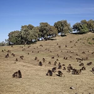Gelada (Theropithecus gelada) adult males, females and young, troop grooming and grazing on grassy hill