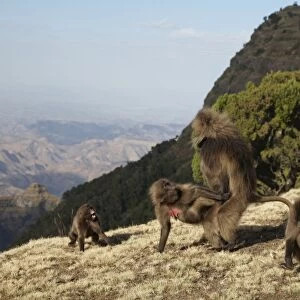 Gelada (Theropithecus gelada) adult pair, mating, male forcing himself onto female, Simien Mountains, Ethiopia