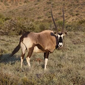Gemsbok (Oryx gazella) adult, standing in grassland, Karoo N. P. Western Cape, South Africa, October