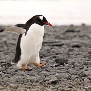 Gentoo Penguin (Pygoscelis papua) adult, walking on pebble beach, Half Moon Island, South Shetland Islands, Antarctica